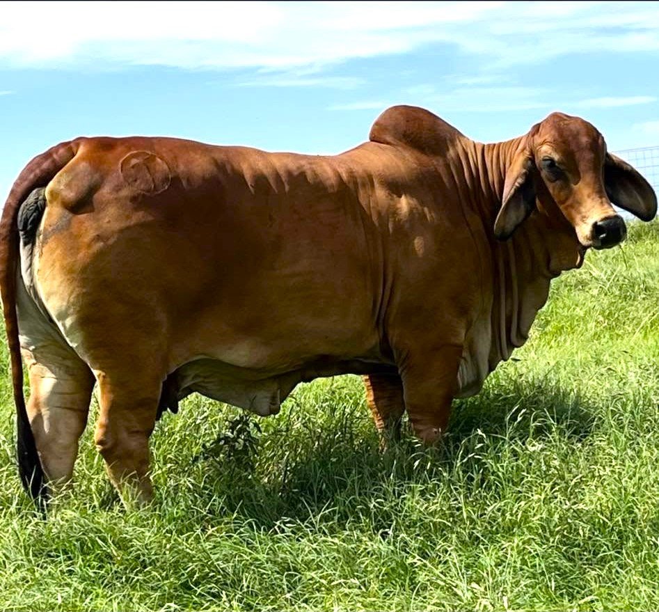 Smooth Polled 89 daughter